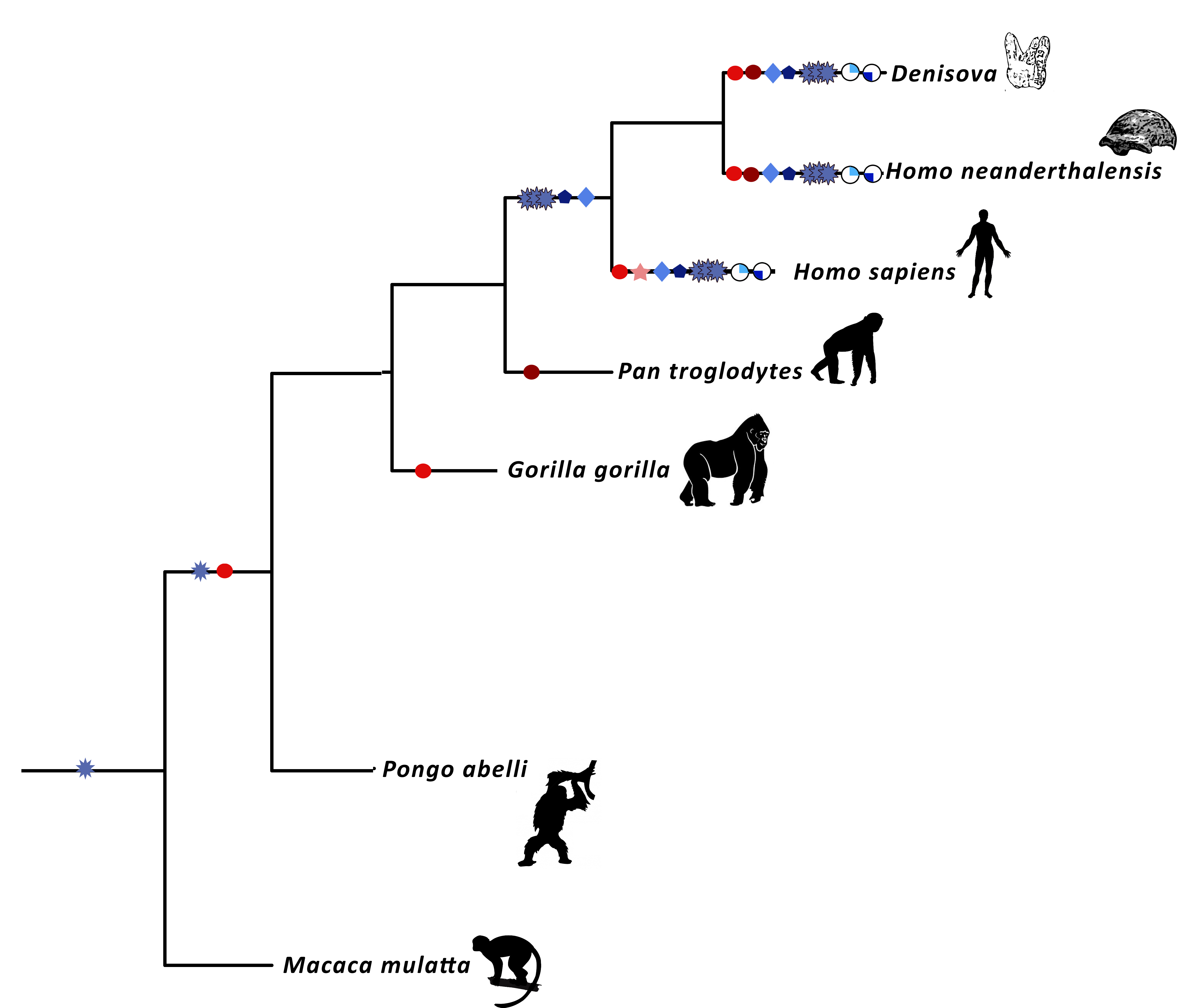 Primate_tree