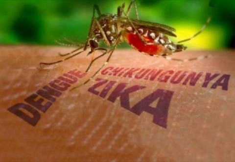 Dengue, Chikungunya e Zika