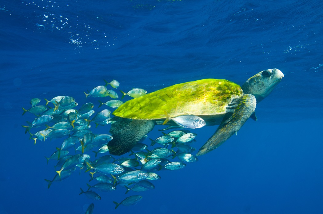 conservação marinha no Brasil